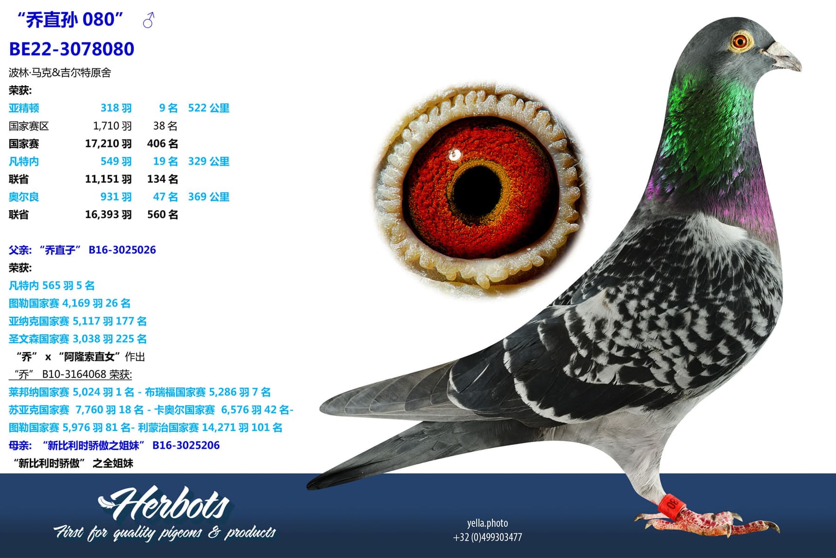 pigeon: undefined