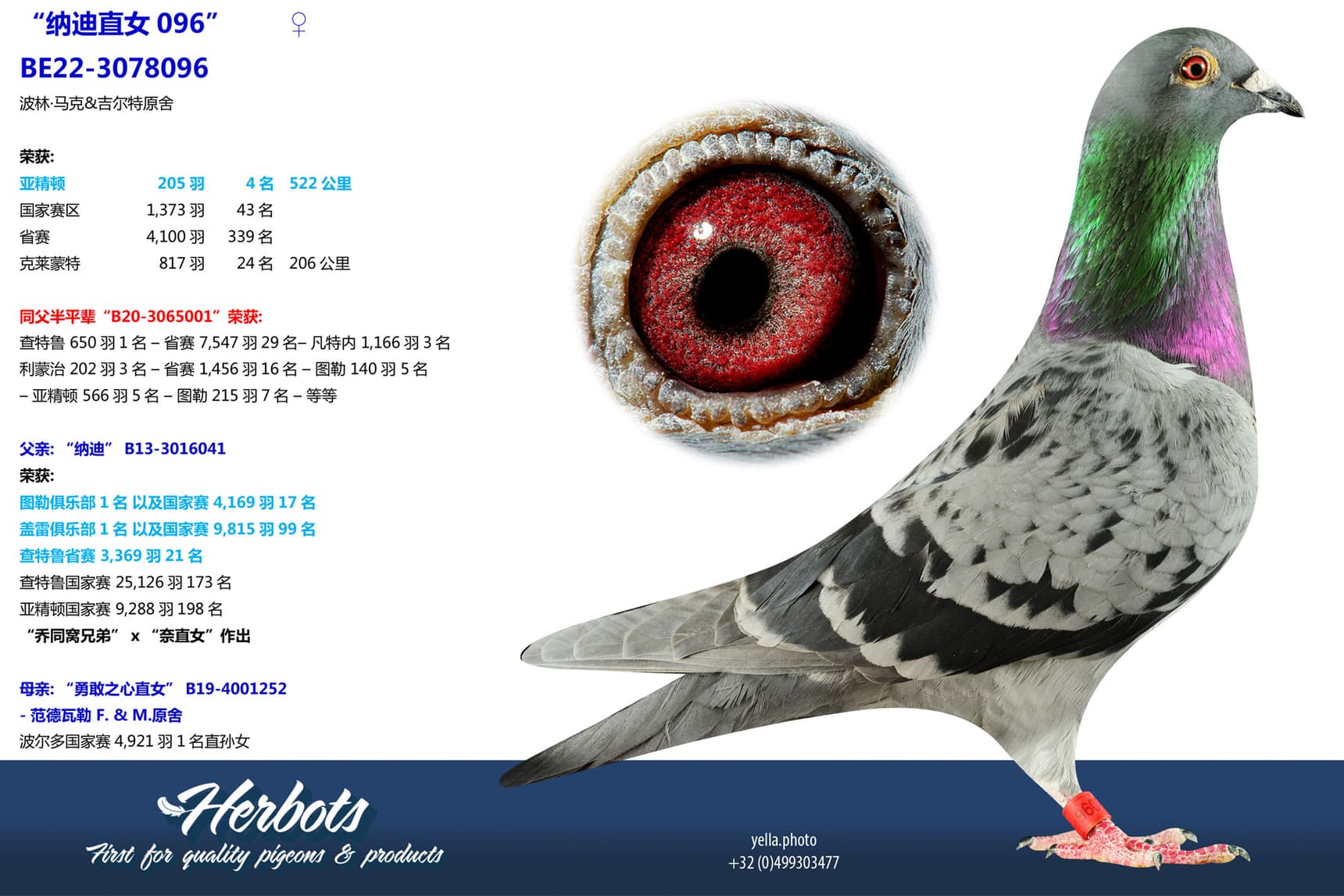 pigeon: undefined