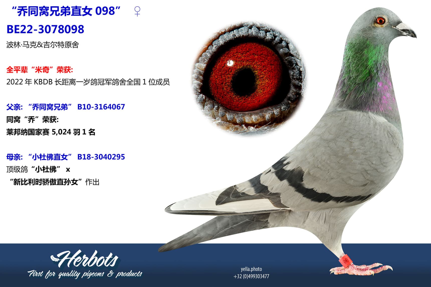 pigeon: undefined