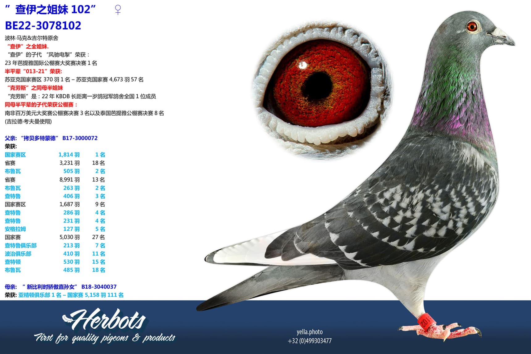 pigeon: undefined