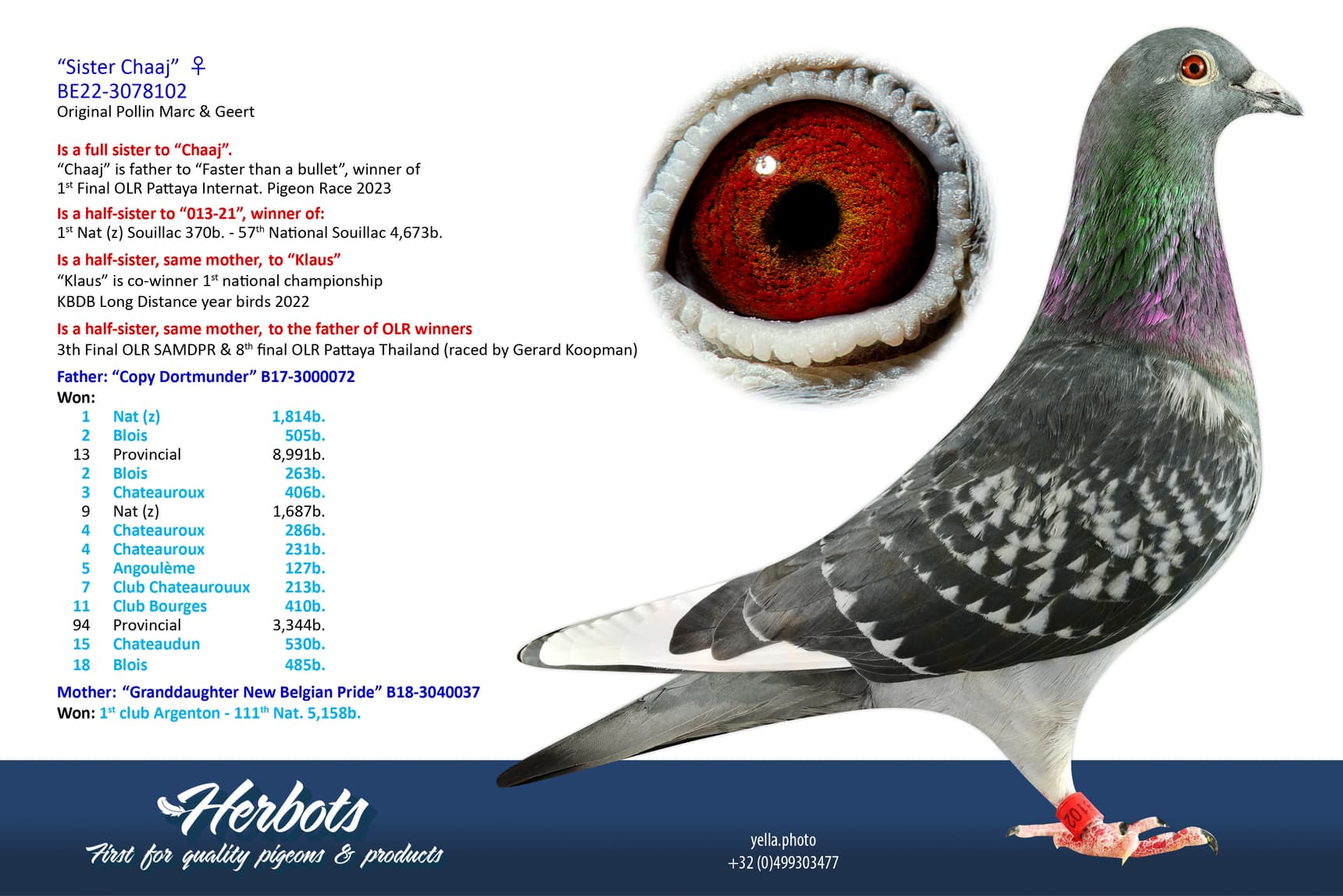 pigeon: undefined