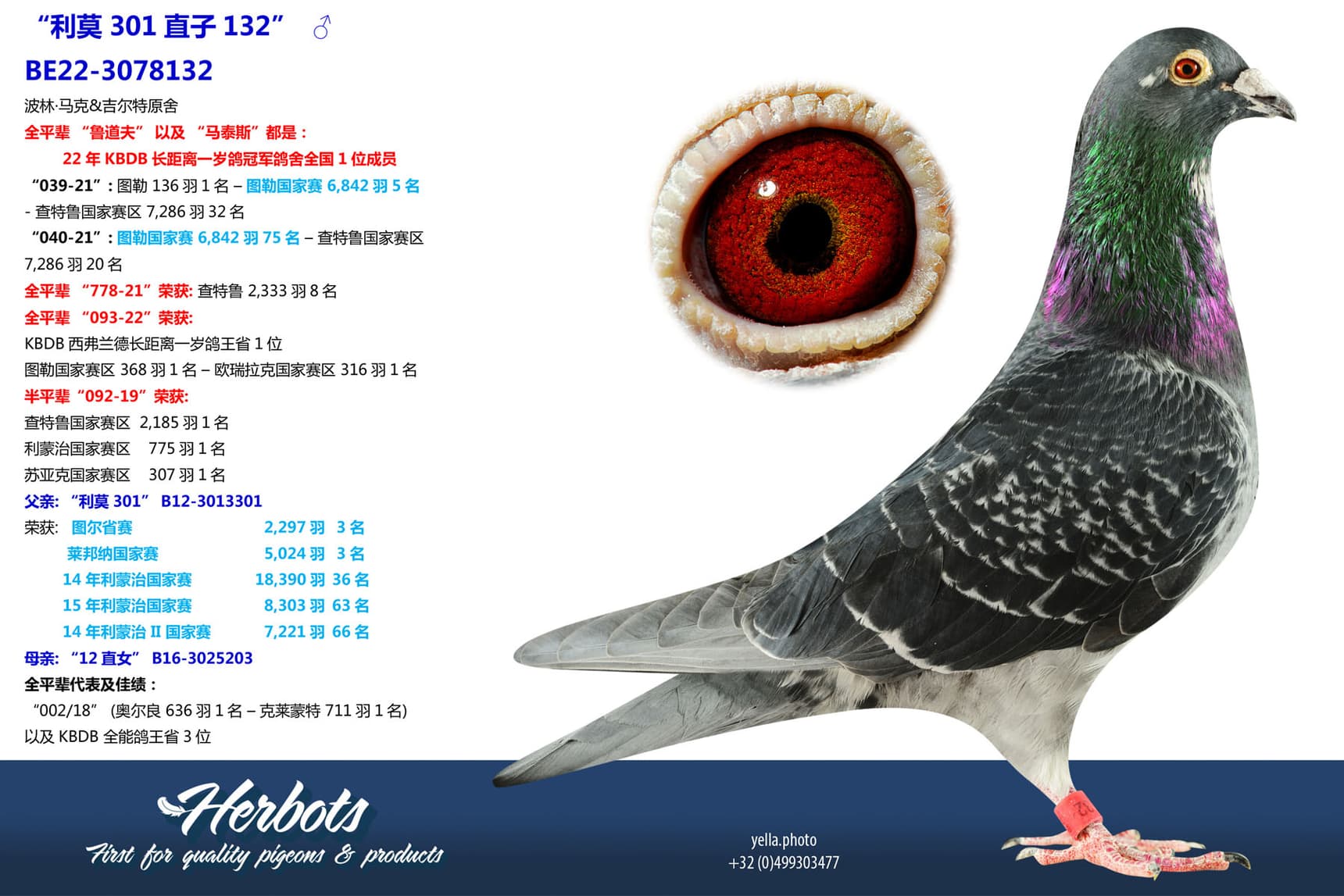 pigeon: undefined