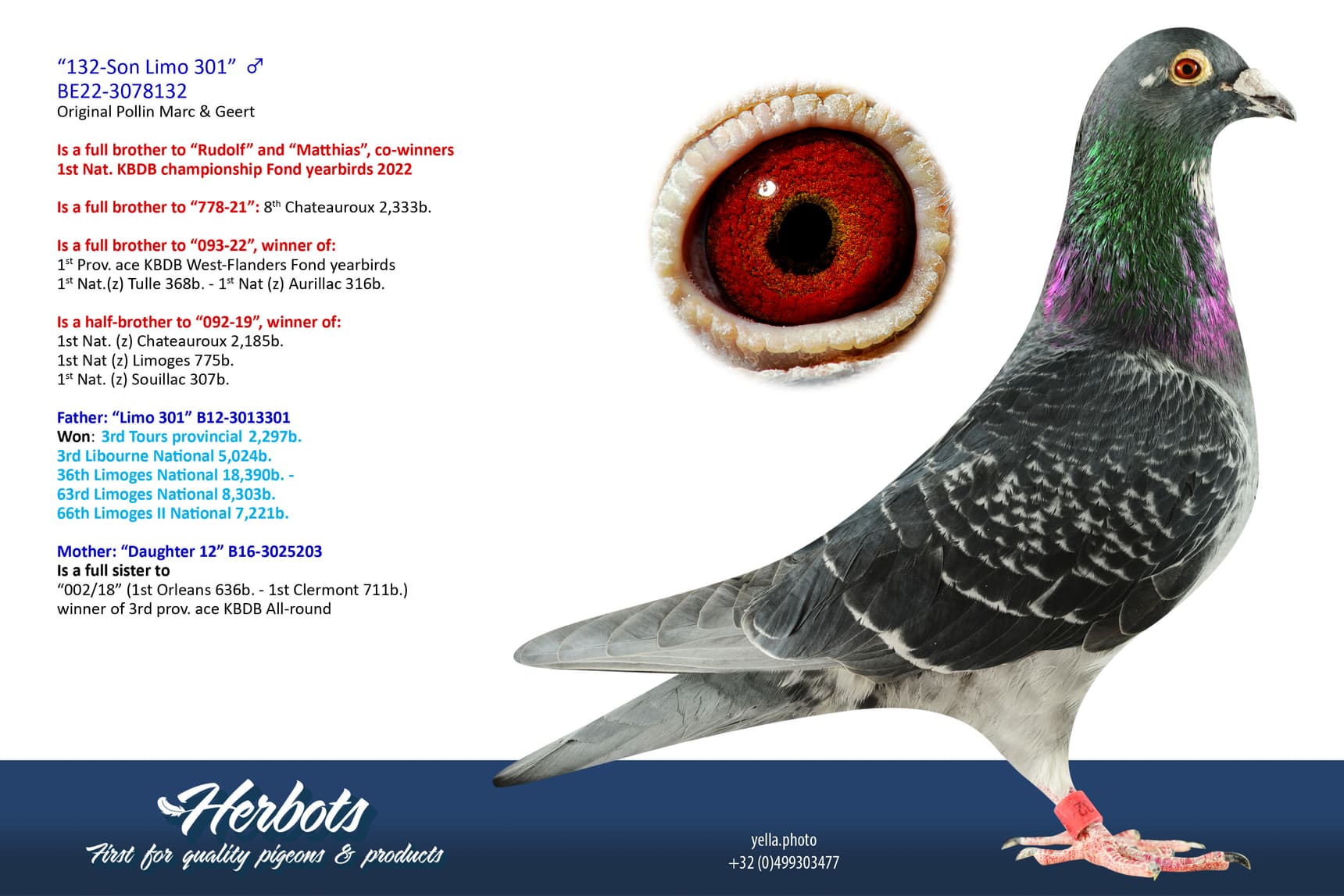 pigeon: undefined