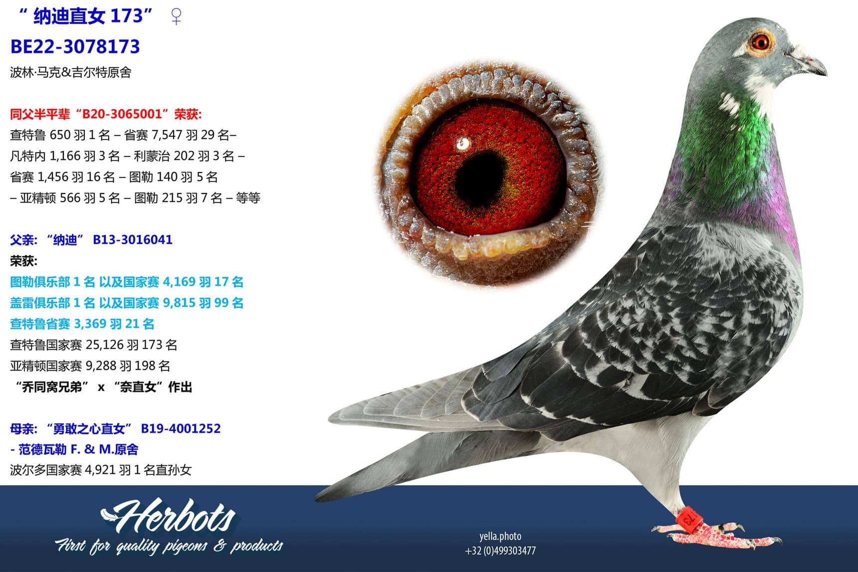 pigeon: undefined