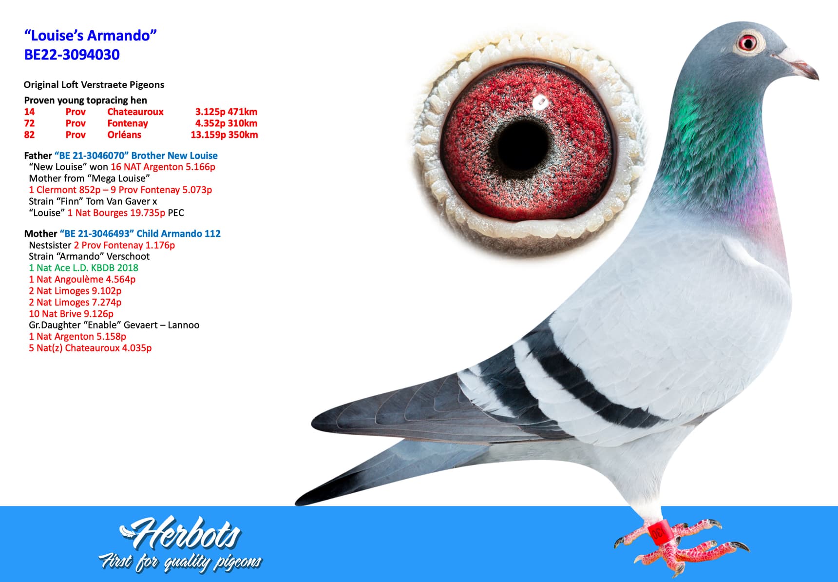 pigeon: undefined