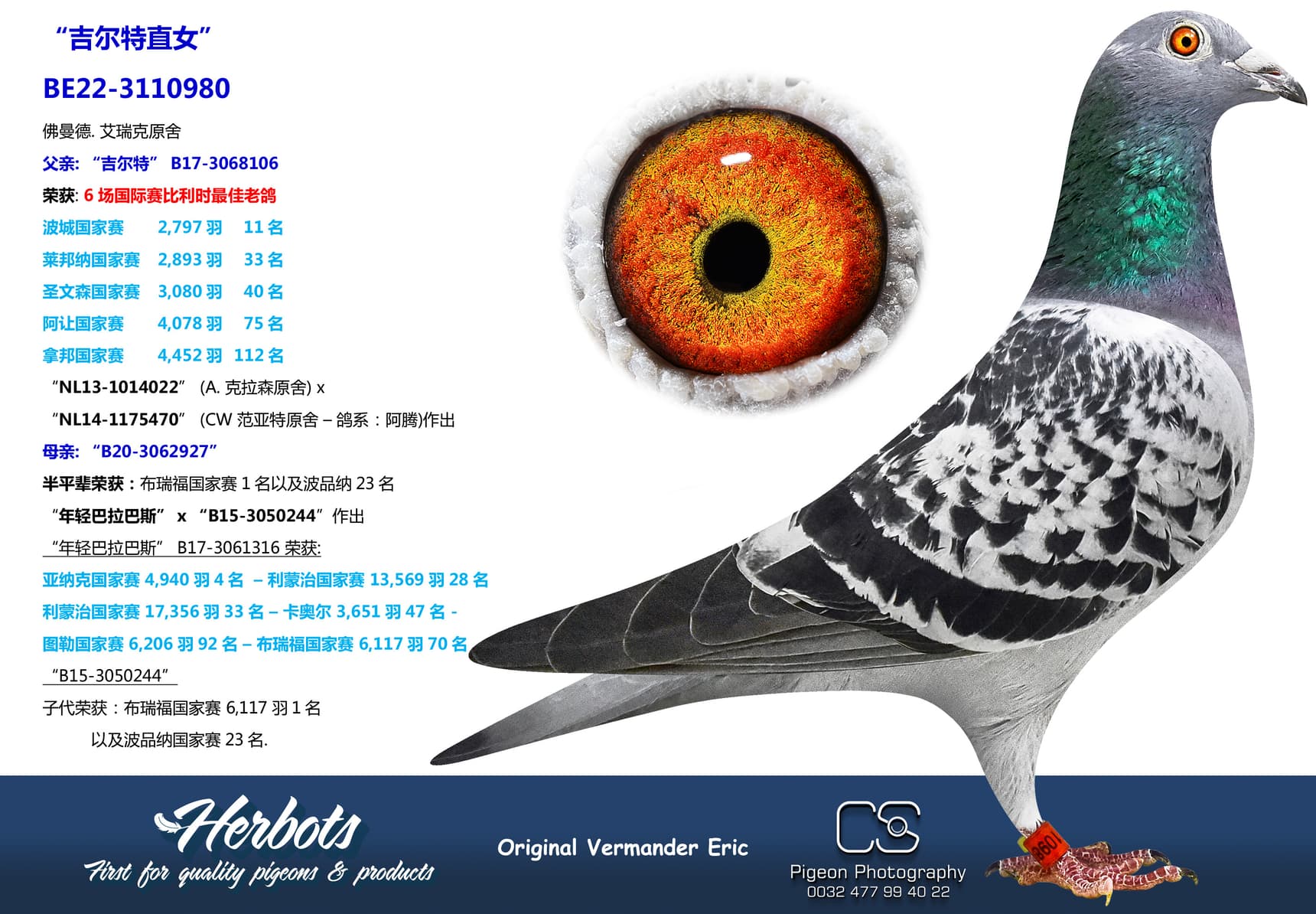 pigeon: “吉尔特直女”