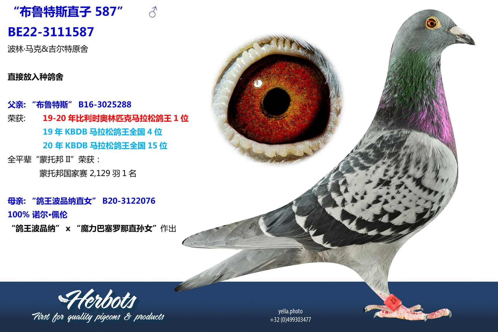 pigeon: undefined