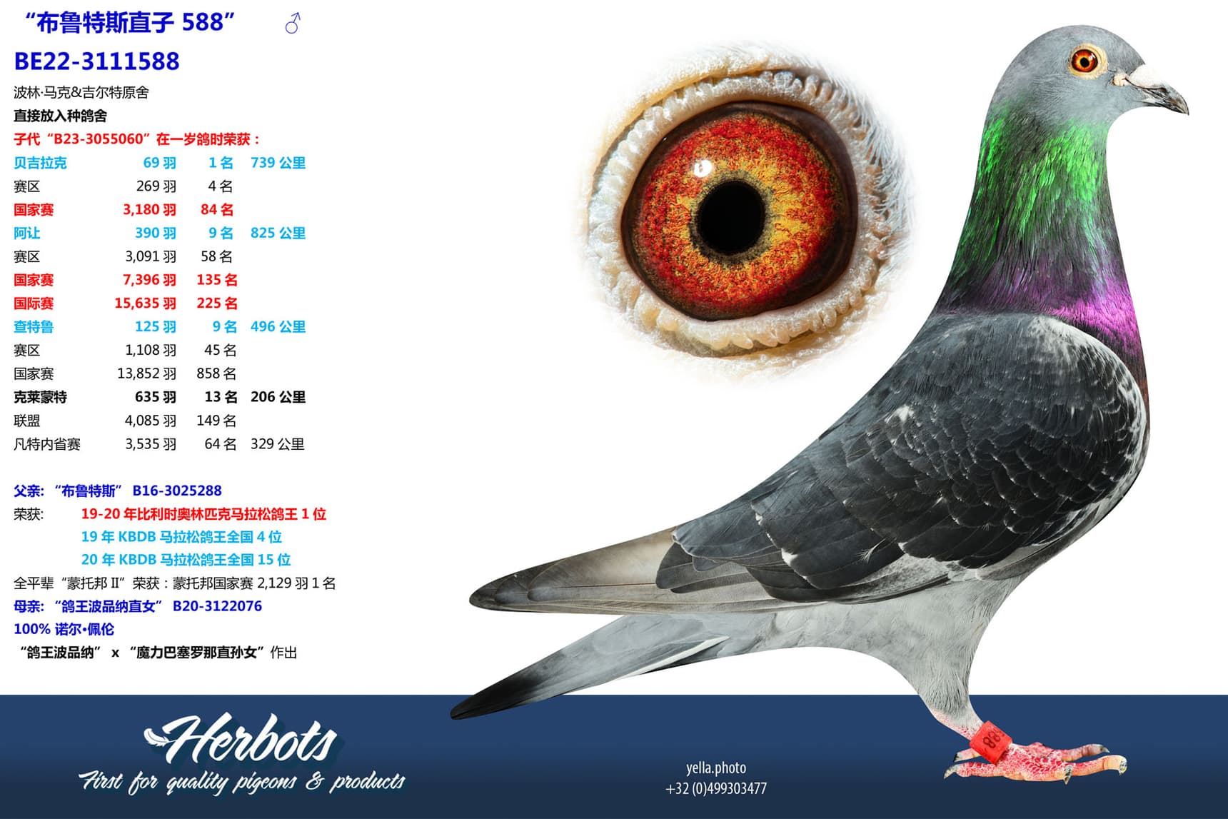 pigeon: undefined