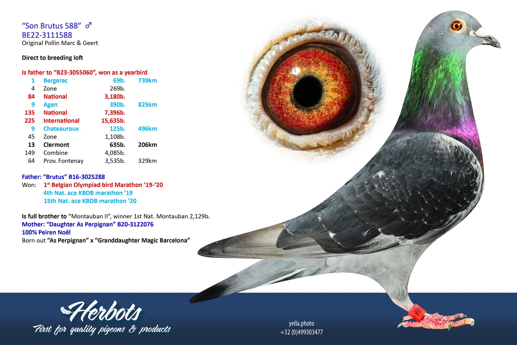 pigeon: undefined