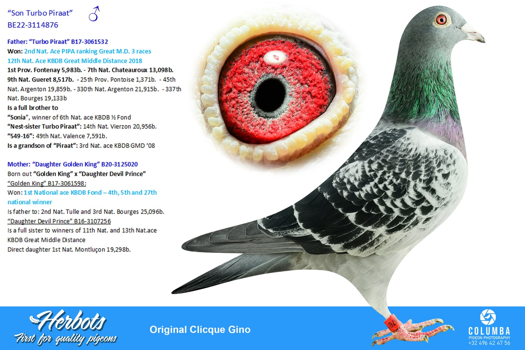 pigeon: undefined