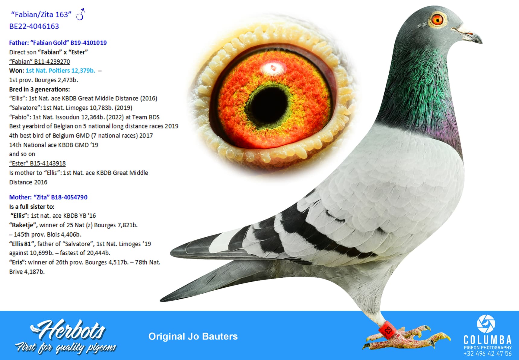pigeon: undefined