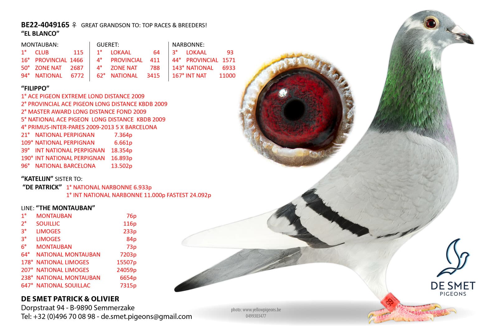 pigeon: Inbred Filippo x De Patrick