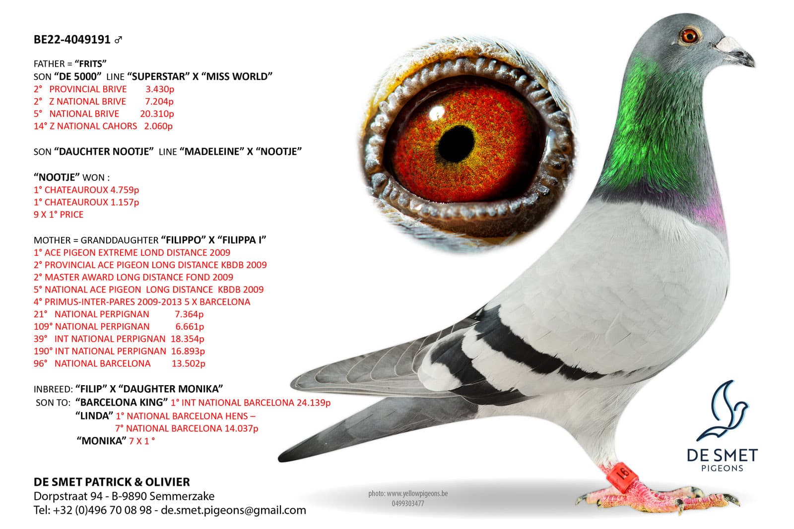 pigeon: Inbred Filippo