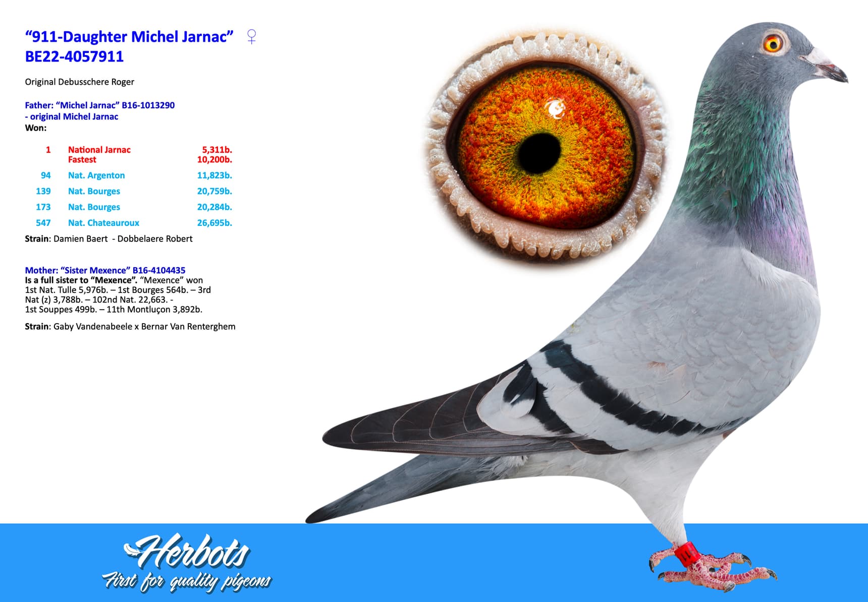 pigeon: undefined