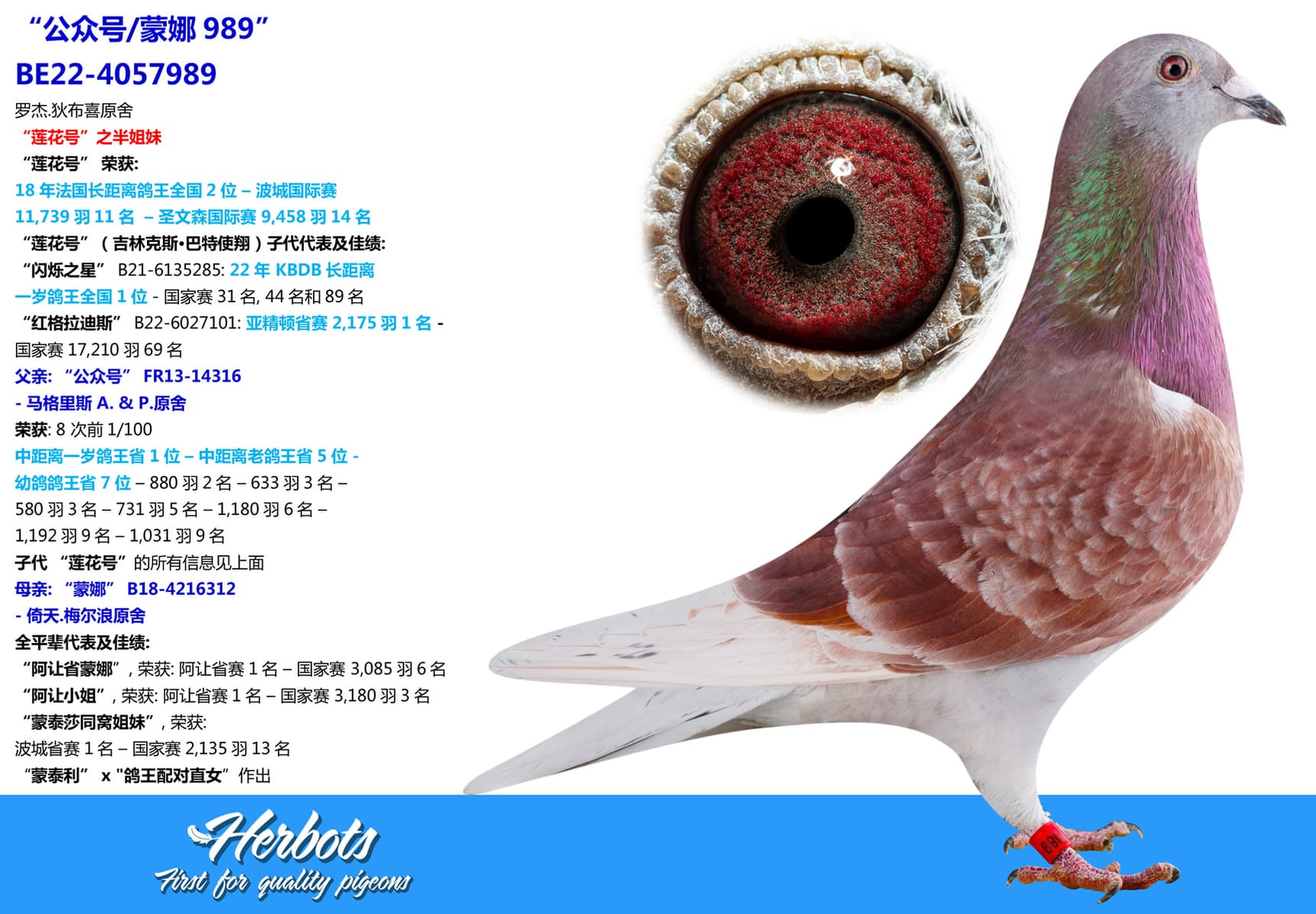 pigeon: “公众号/蒙娜989”