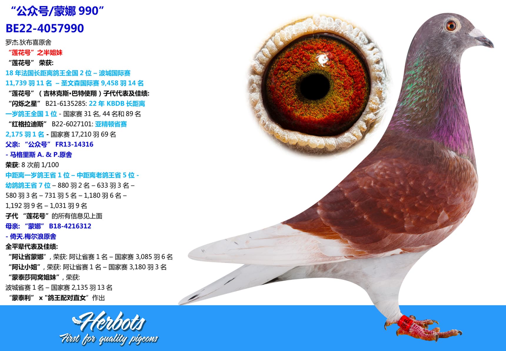 pigeon: “公众号/蒙娜990”