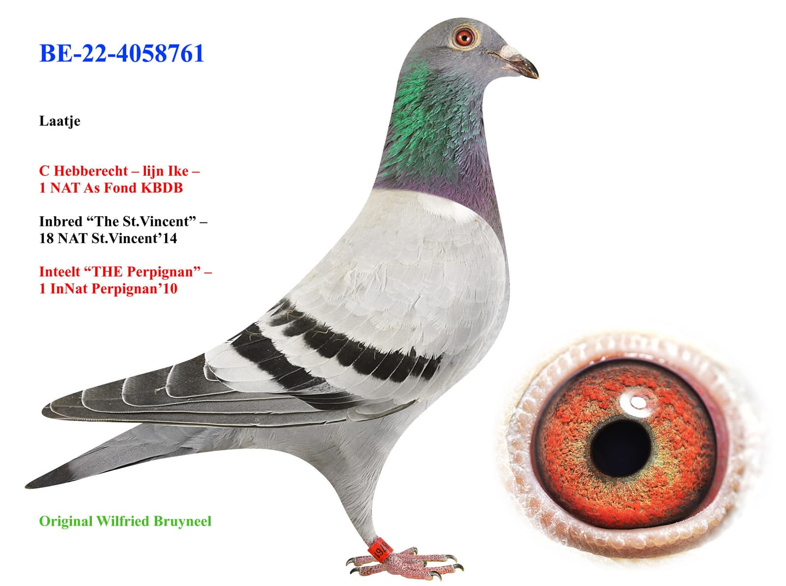 pigeon: undefined