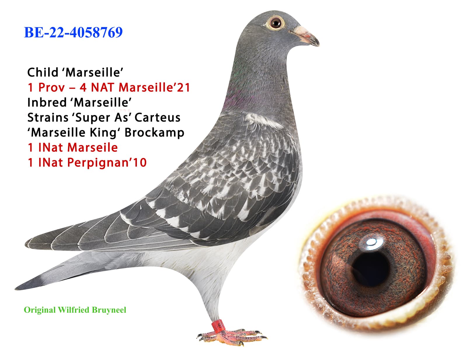 pigeon: undefined