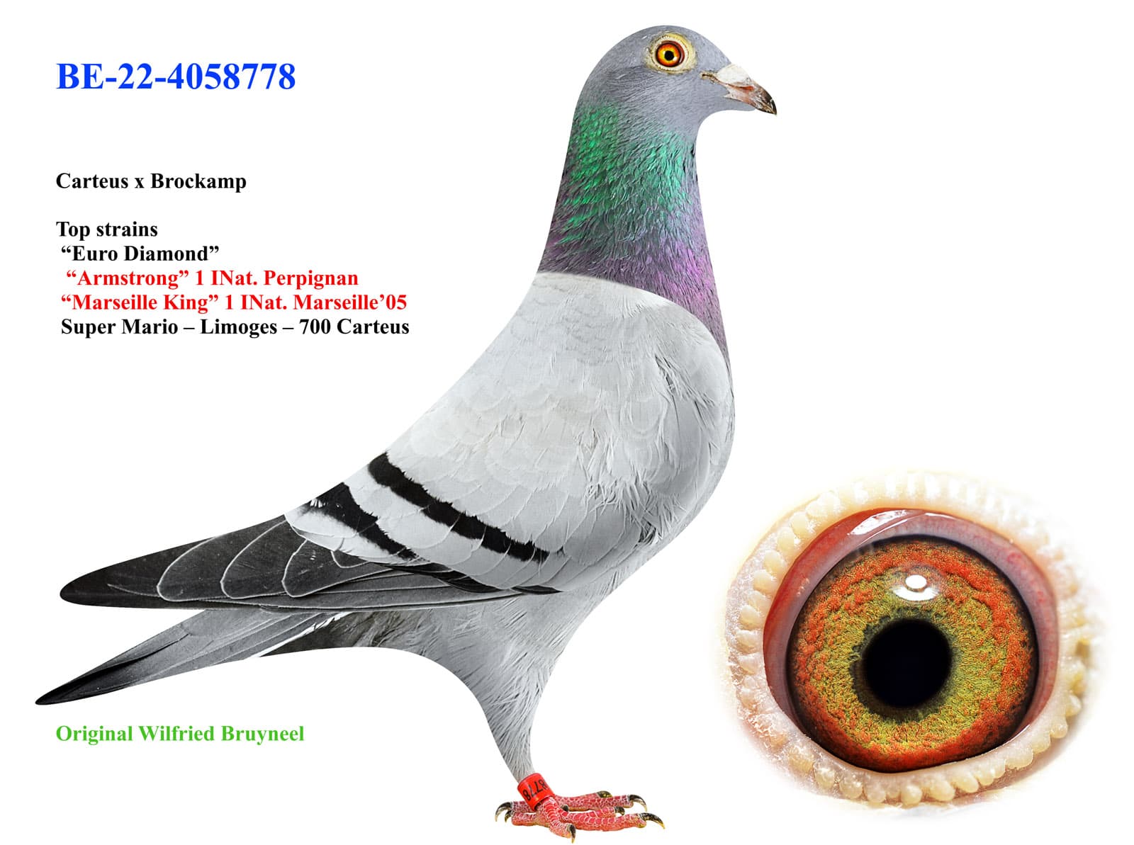 pigeon: undefined