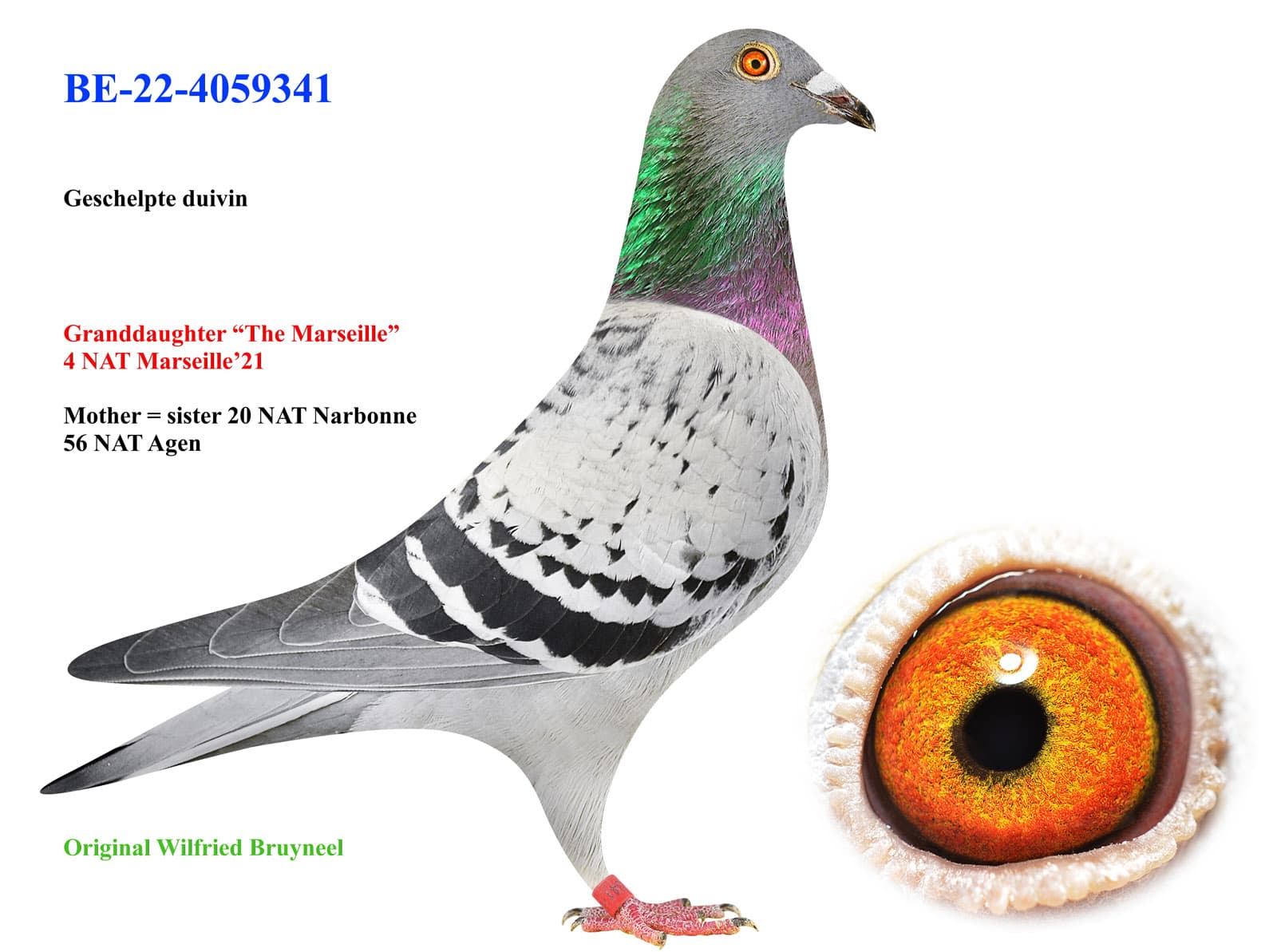 pigeon: undefined