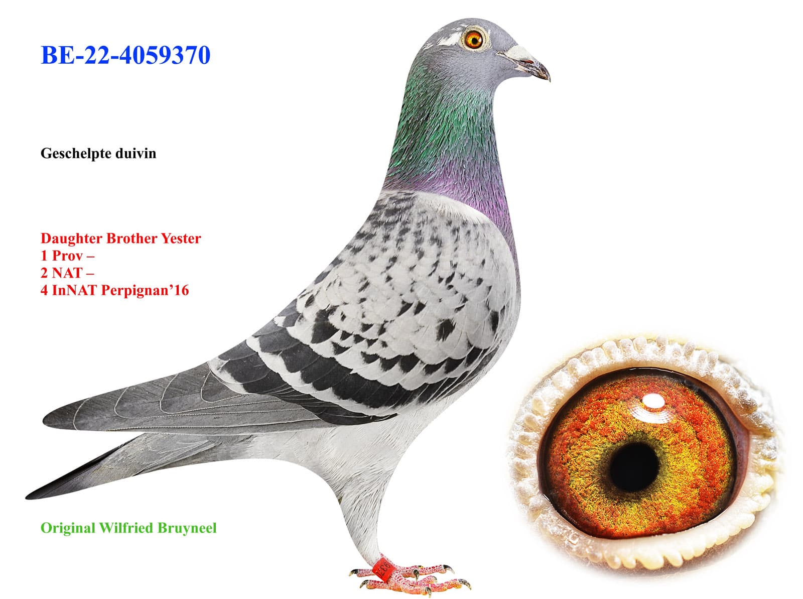 pigeon: undefined
