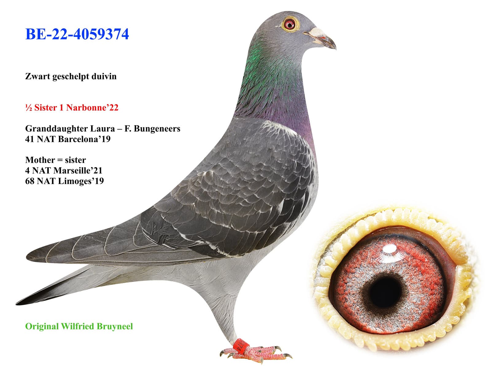 pigeon: undefined