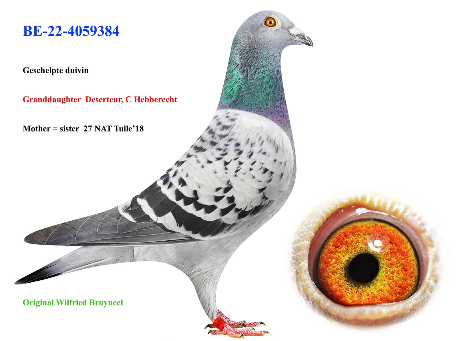 pigeon: undefined