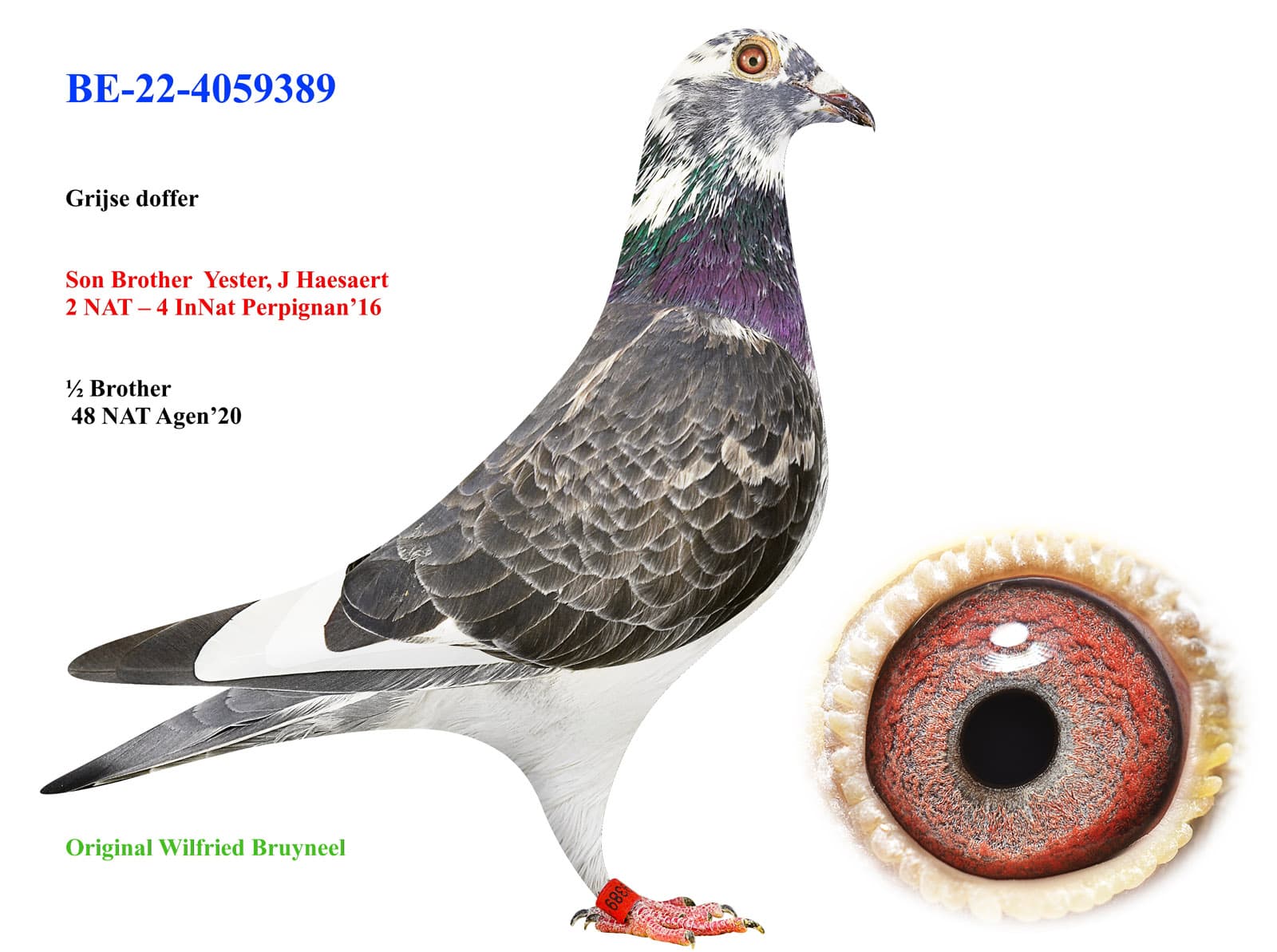 pigeon: undefined