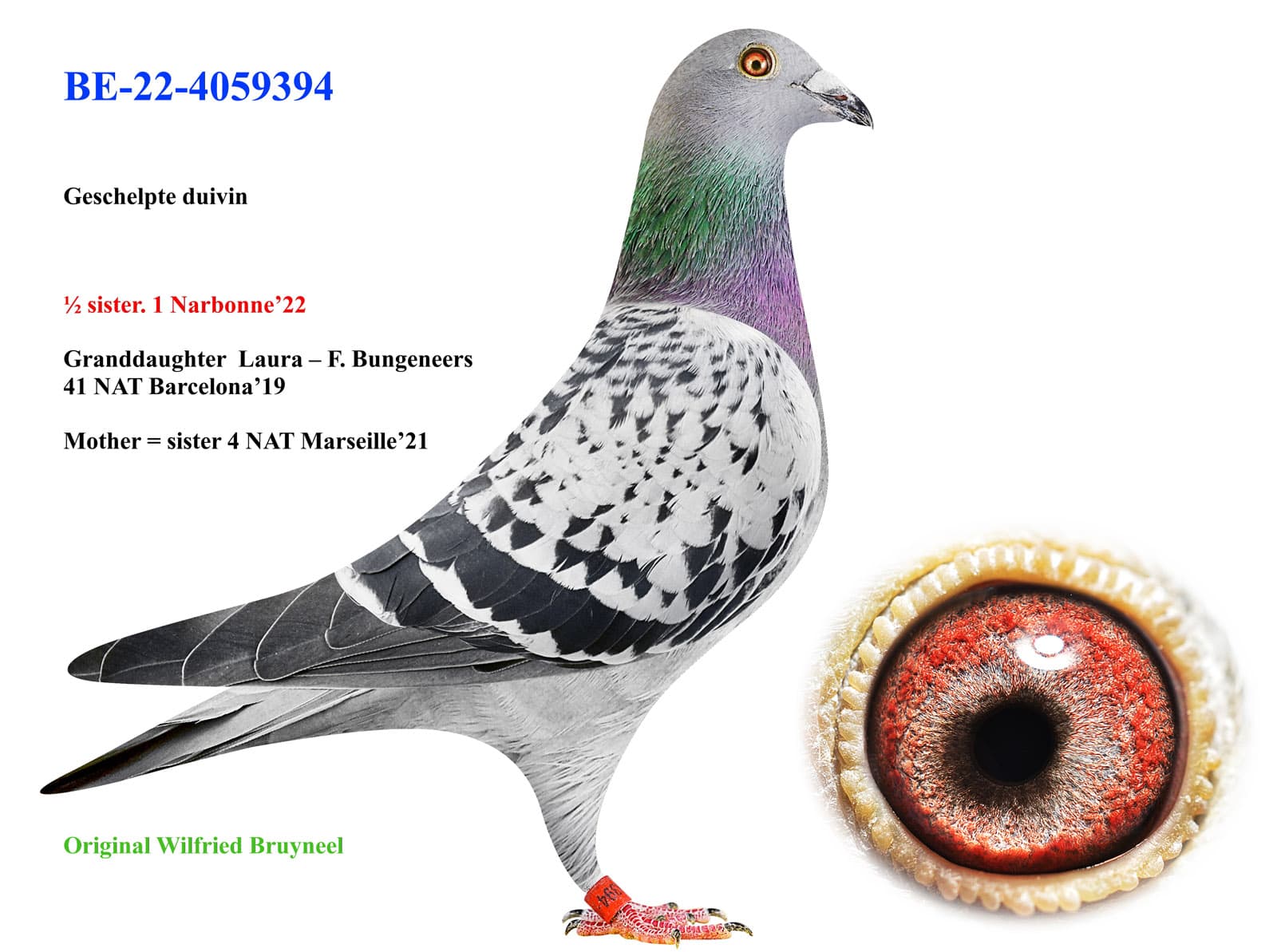 pigeon: undefined