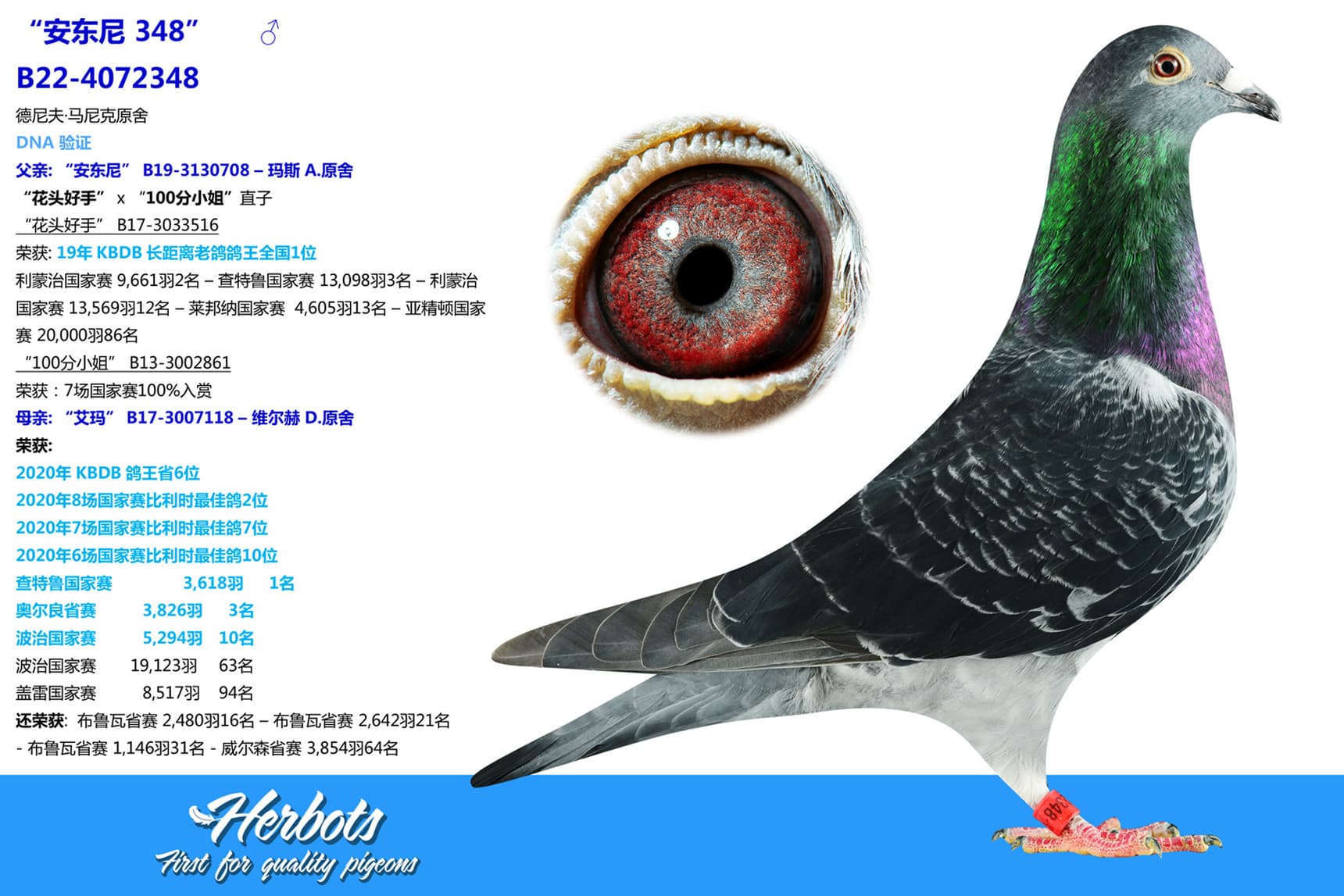 pigeon: “安东尼 348”