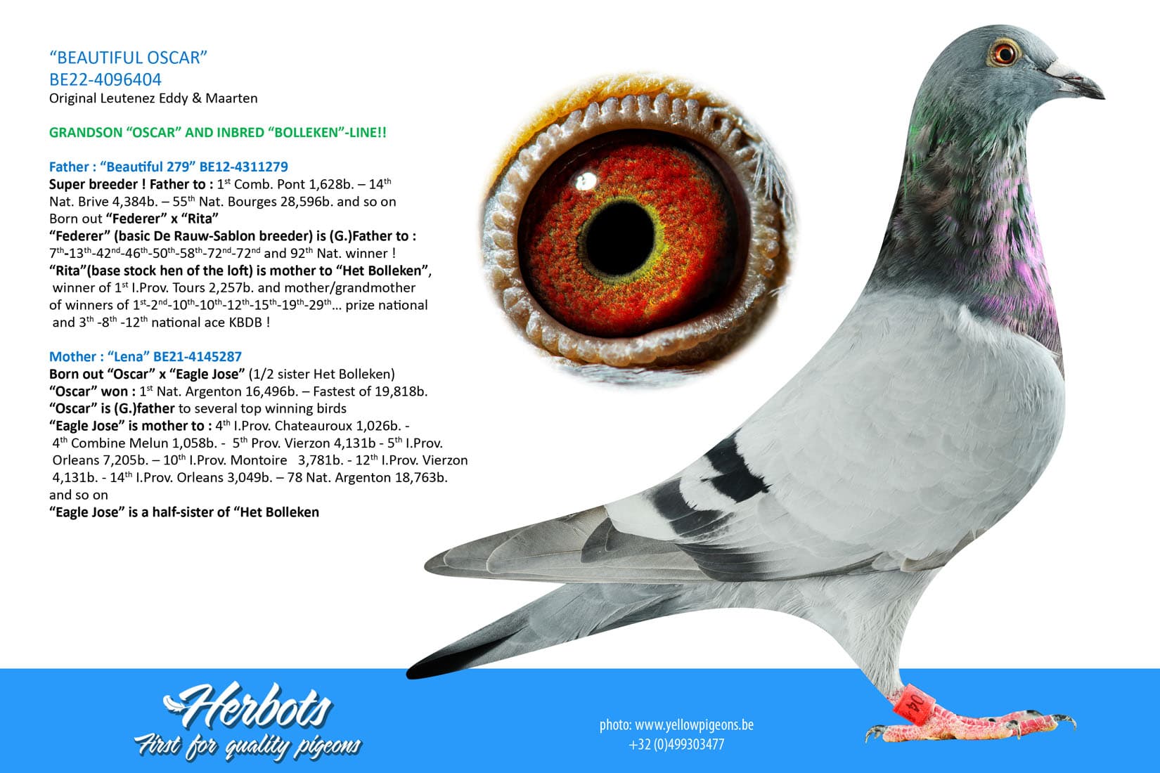 pigeon: “BEAUTIFUL OSCAR”
