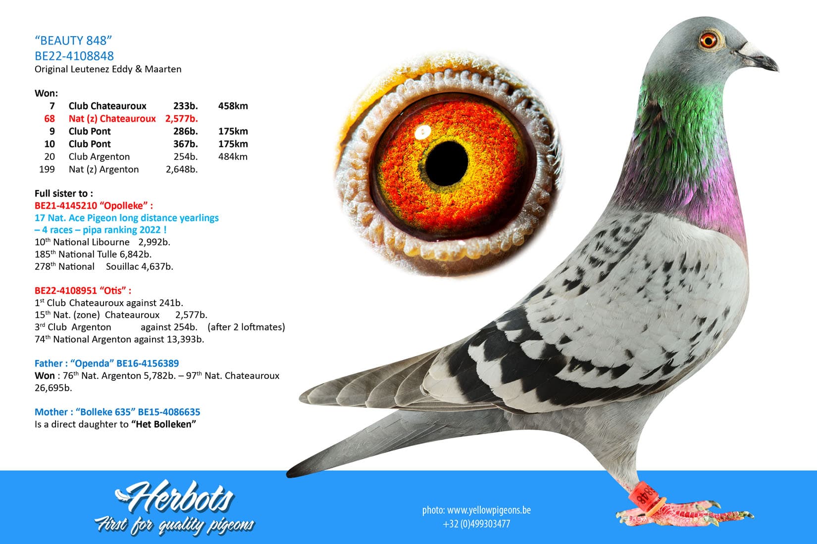 pigeon: undefined