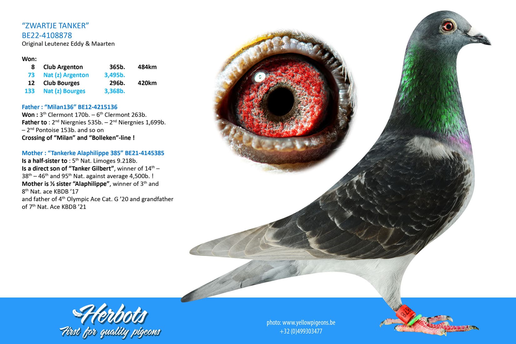 pigeon: undefined