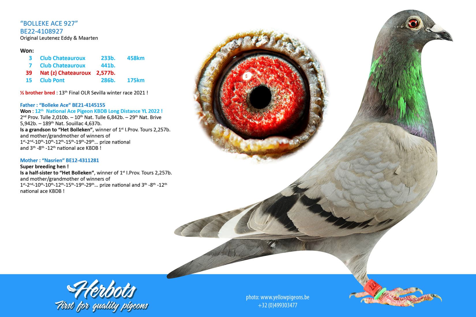 pigeon: undefined