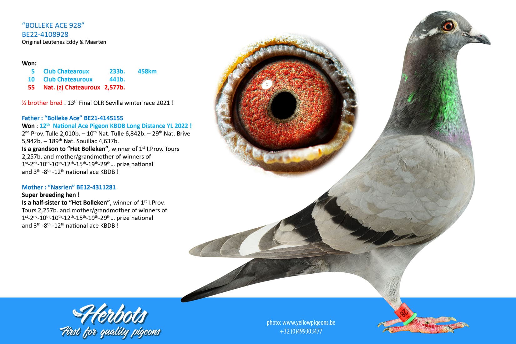 pigeon: undefined