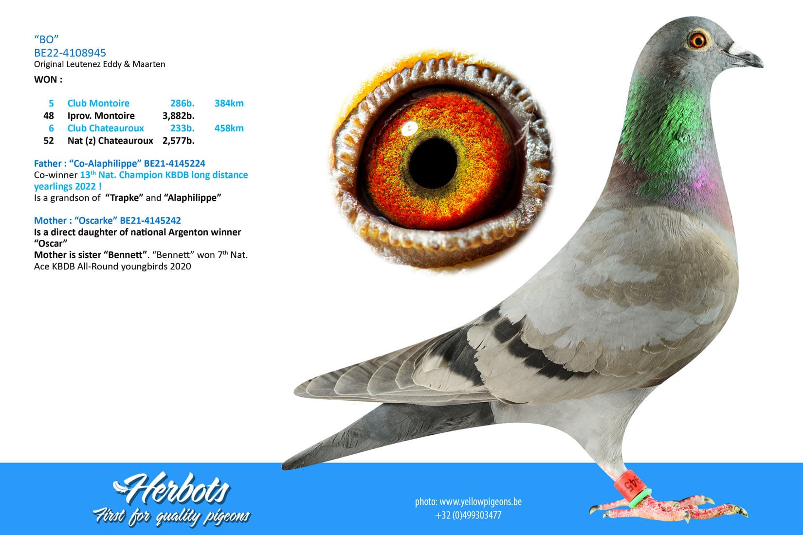 pigeon: undefined