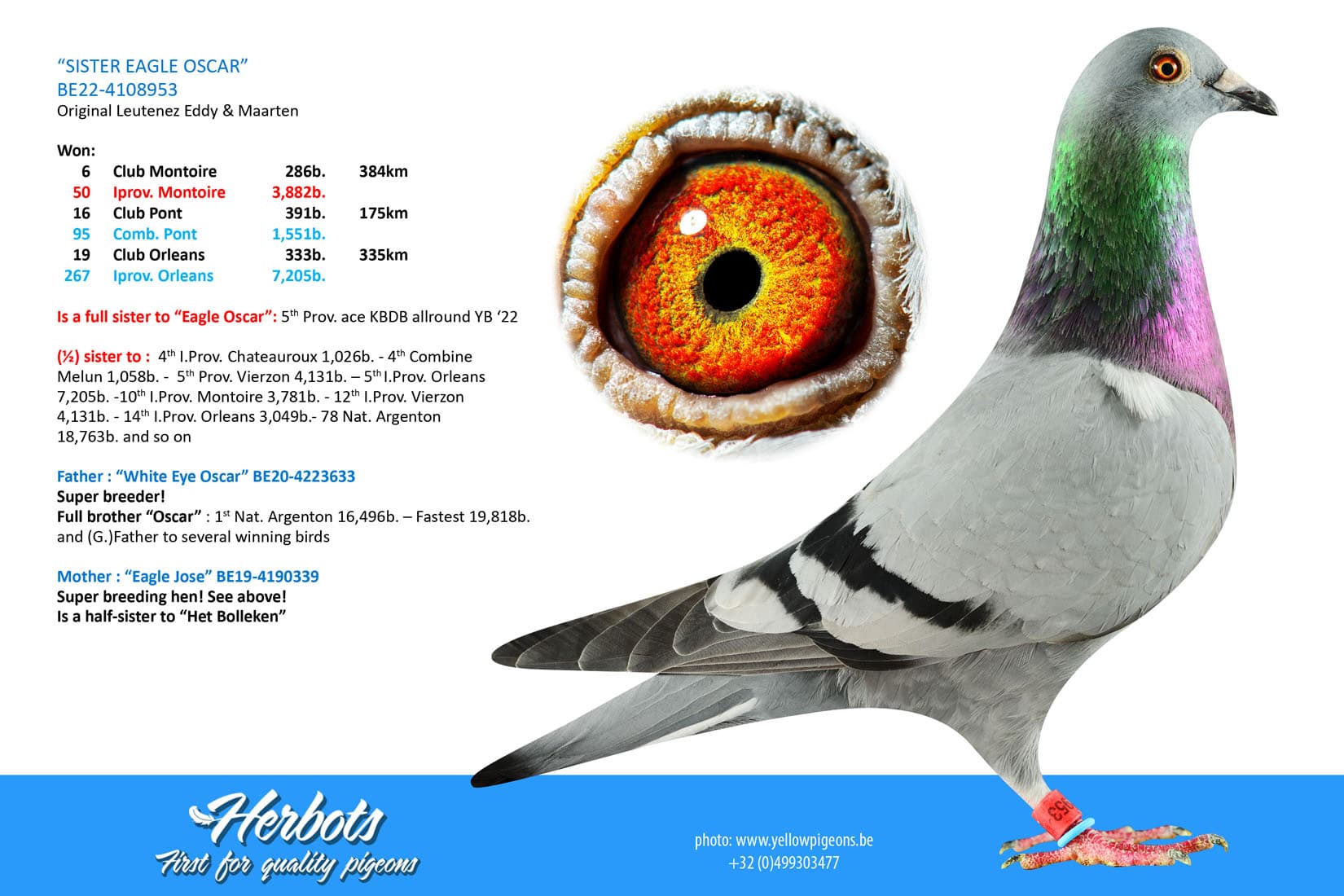 pigeon: undefined