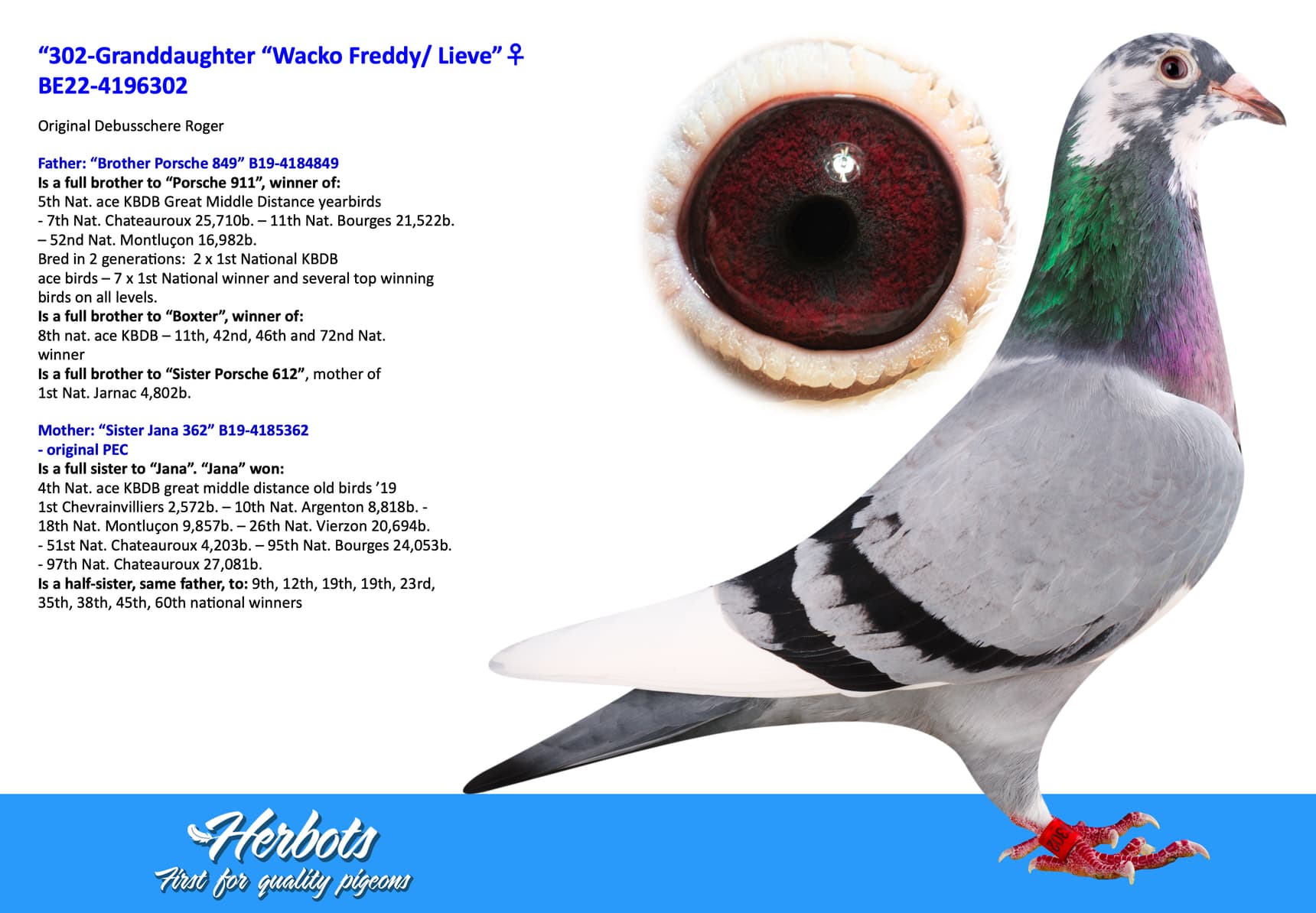 pigeon: “302-Granddaughter “Wacko Freddy/ Lieve”