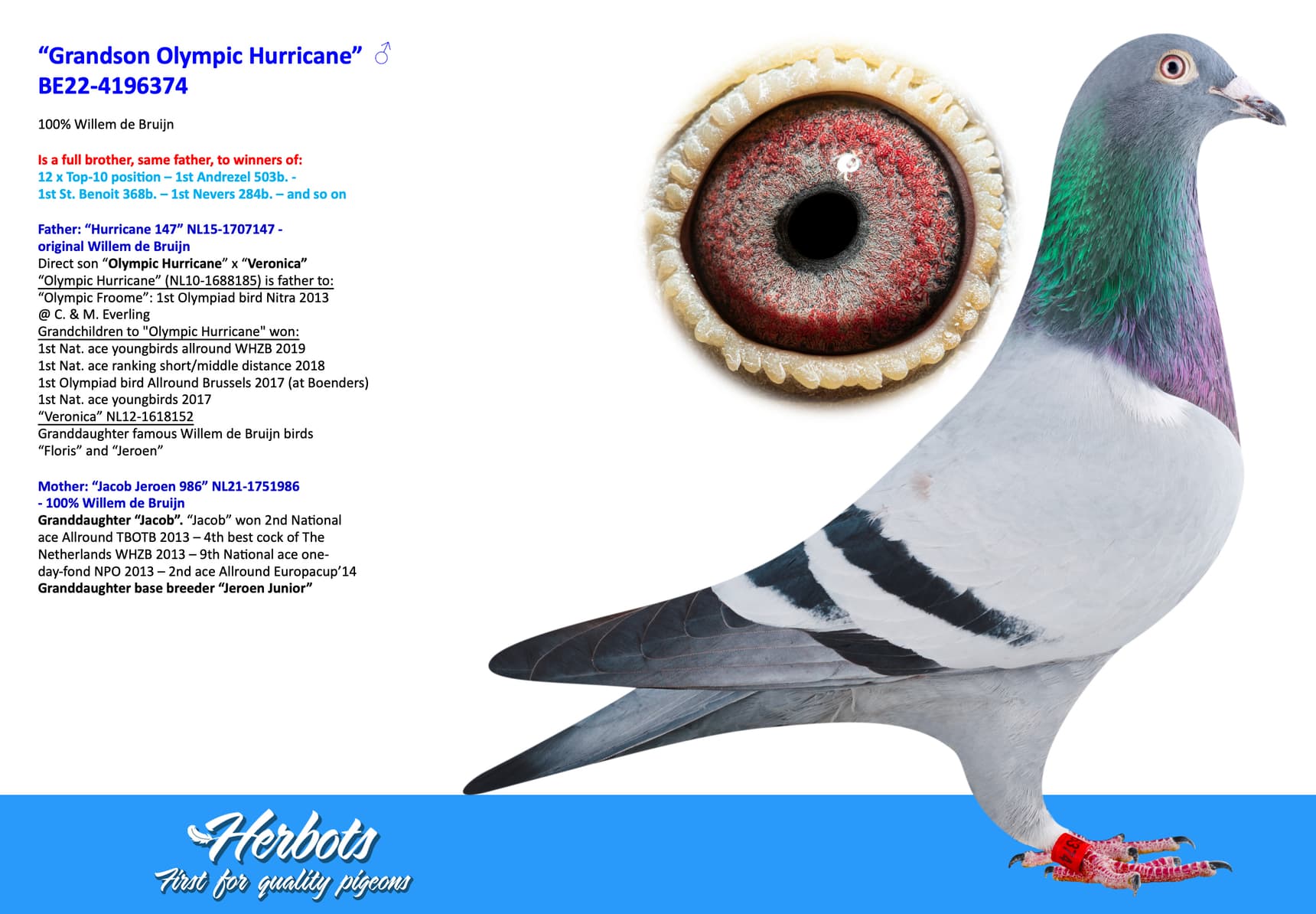 pigeon: undefined