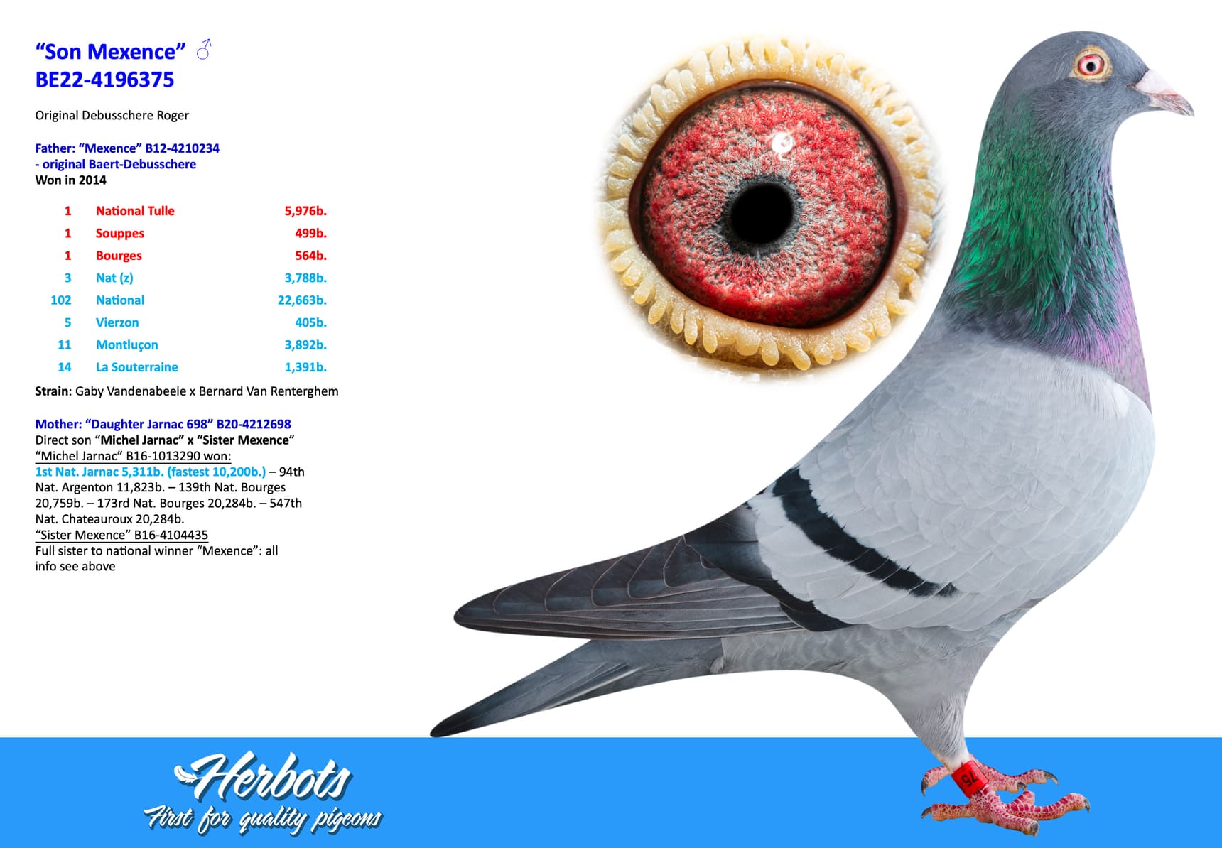 pigeon: undefined