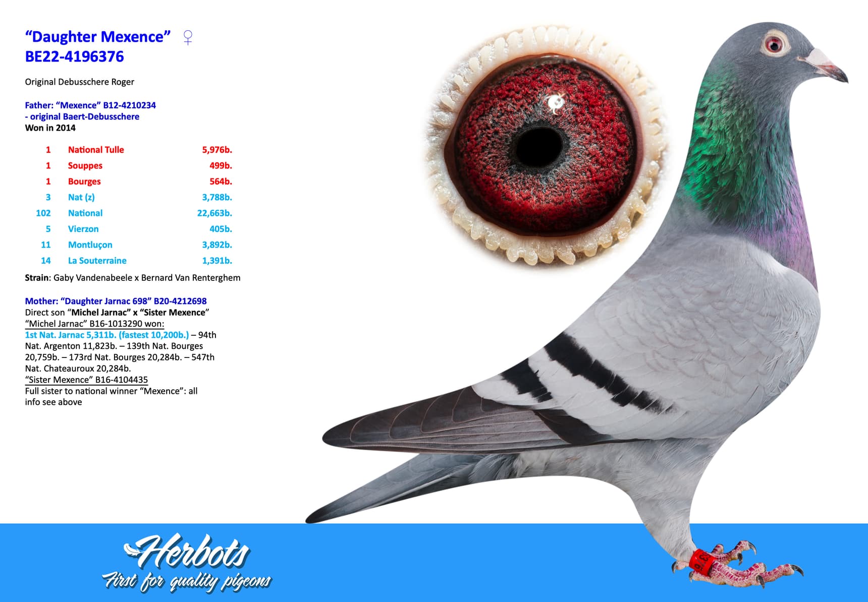 pigeon: undefined