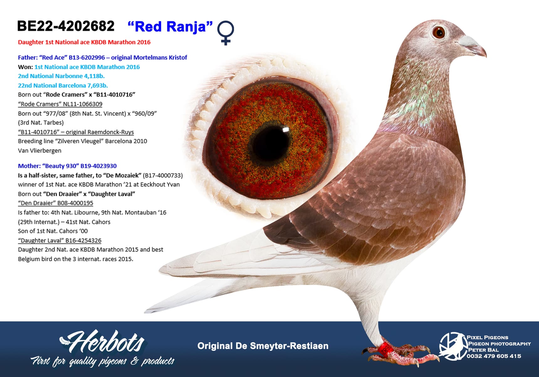 pigeon: “Red Ranja”