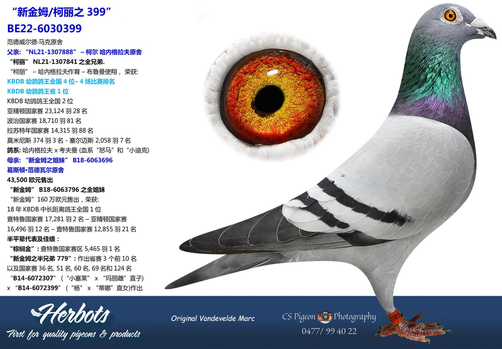 pigeon: undefined