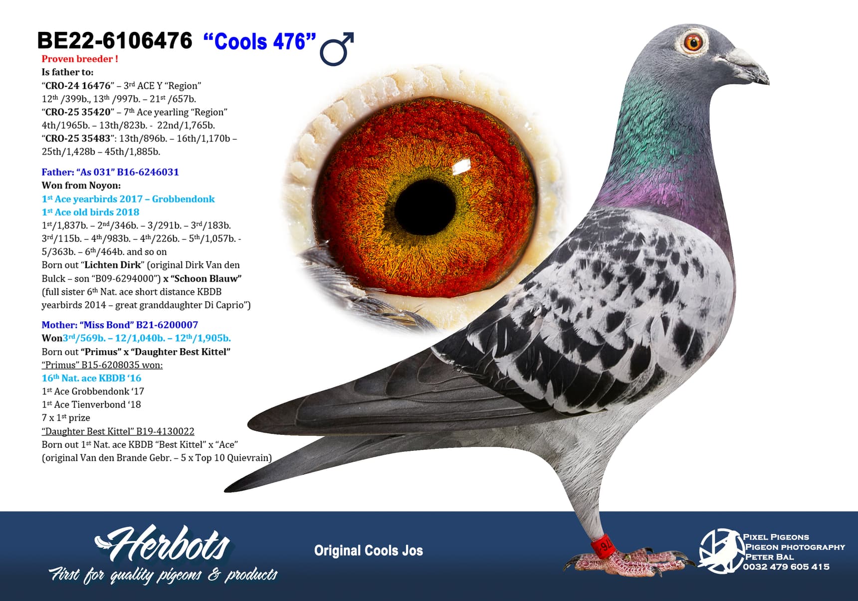 pigeon: undefined