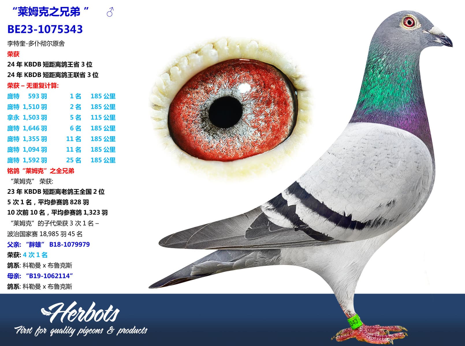 pigeon: undefined