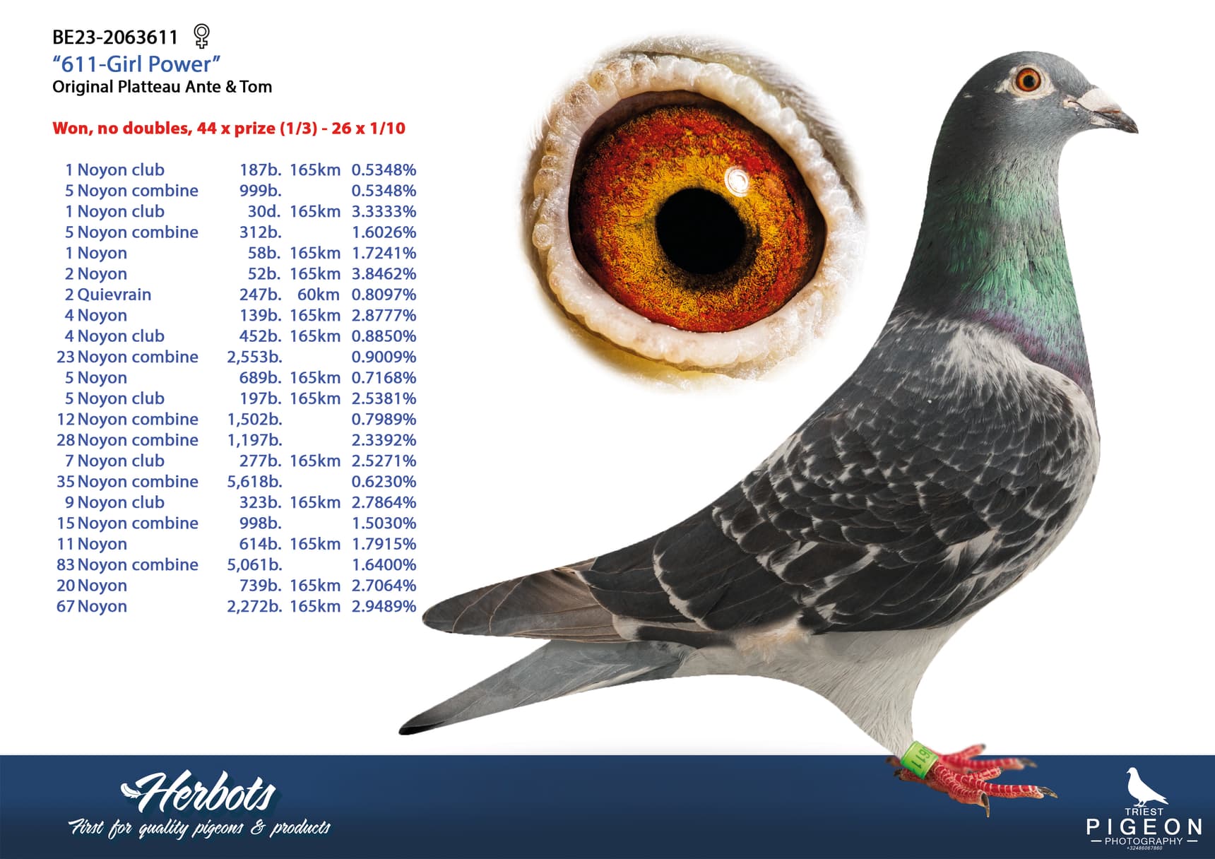 pigeon: undefined