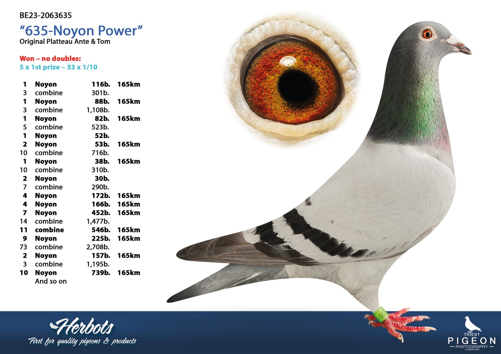 pigeon: undefined
