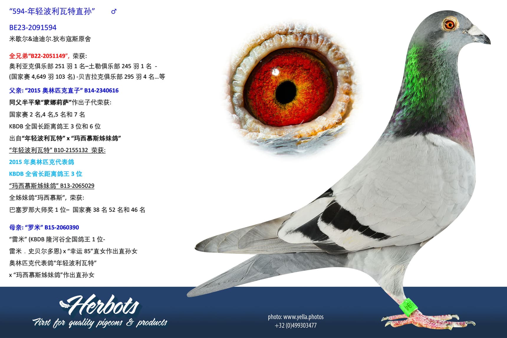 pigeon: undefined