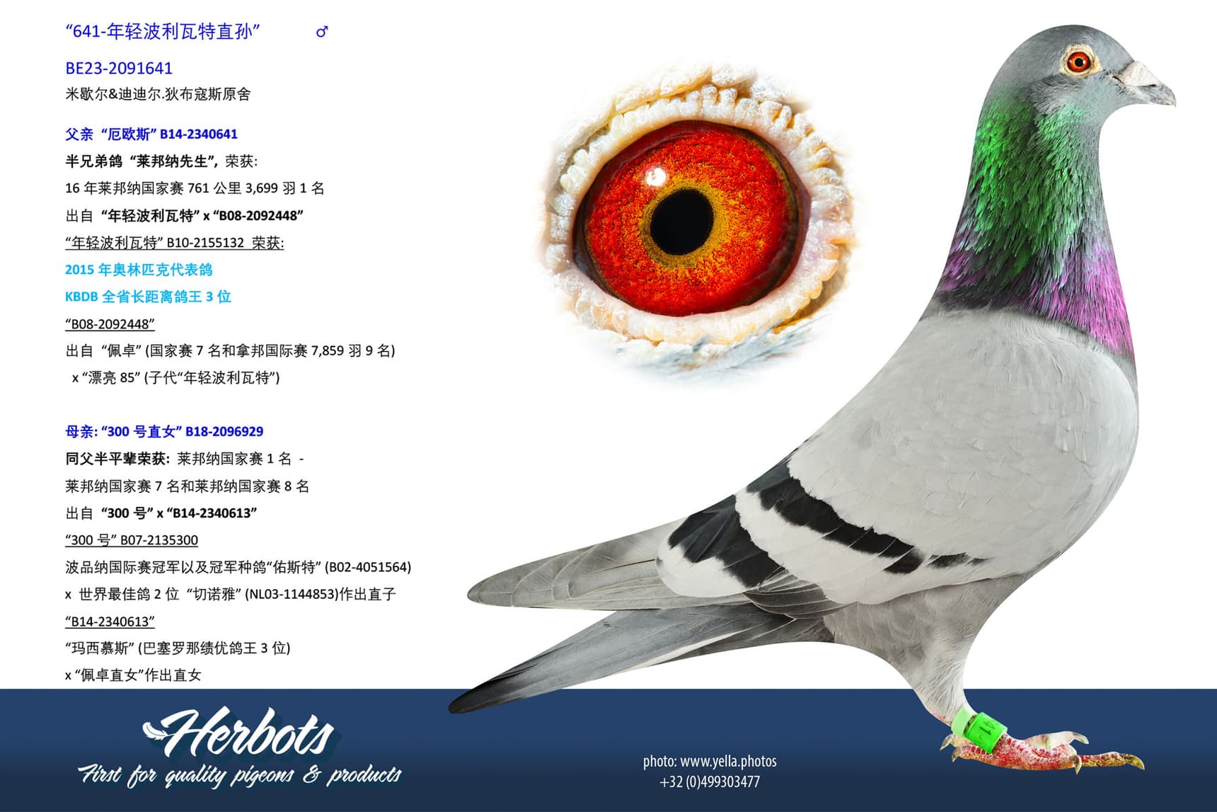 pigeon: undefined