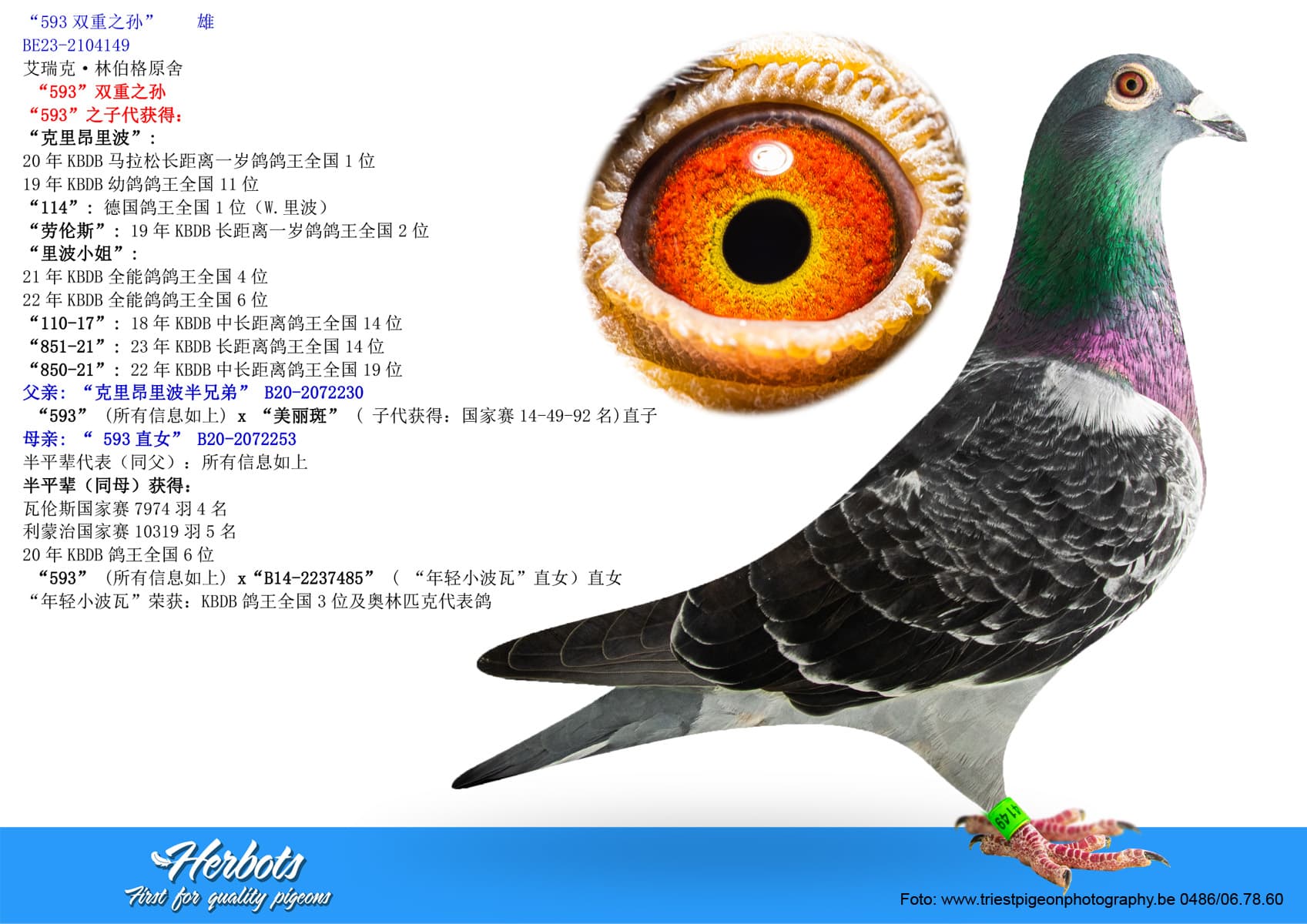 pigeon: undefined